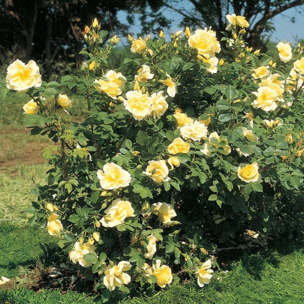 RUSTICA® II Moryelrug